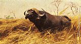 Wilhelm Kuhnert An African Buffalo painting